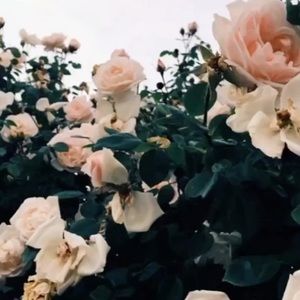 Meet your Posher, Arlette